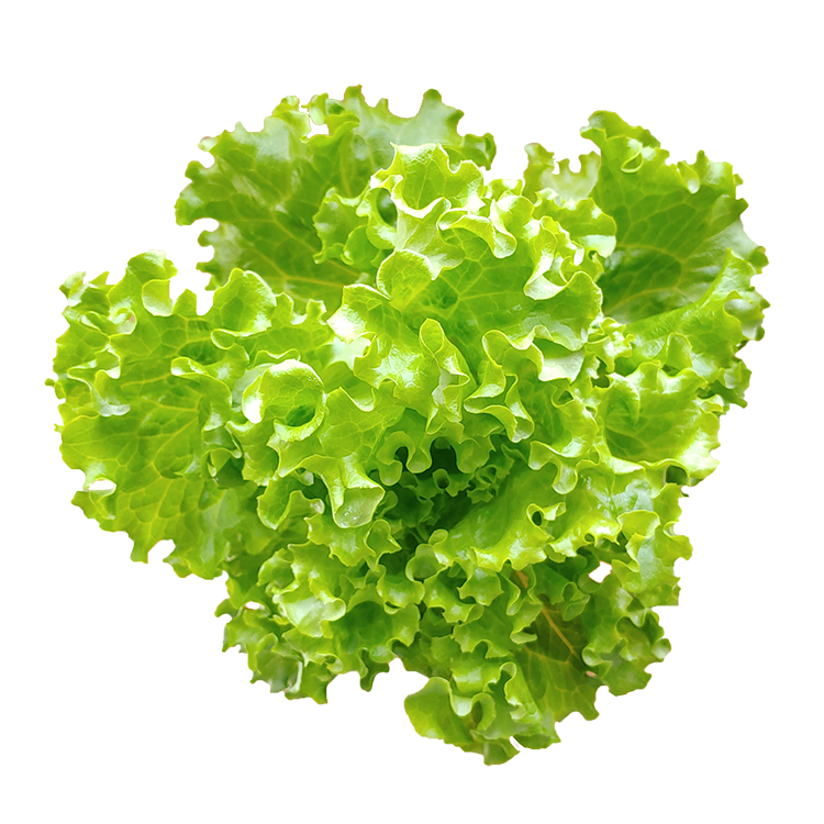 珊瑚生菜/金马伦生菜 ≈300g+-